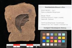 Foto (Objekt + Etikett) von Quercus palaeoilex Ettingshausen (NHMW-GEO-2024-0188-0951)